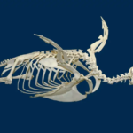 penguin skeleton