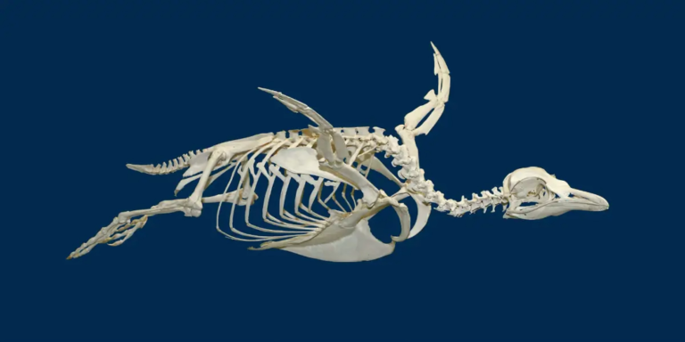 penguin skeleton