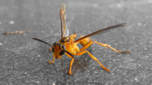 baby wasp