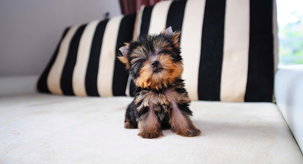 teacup yorkies