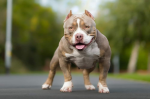 bully pitbulls