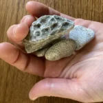 petoskey stone