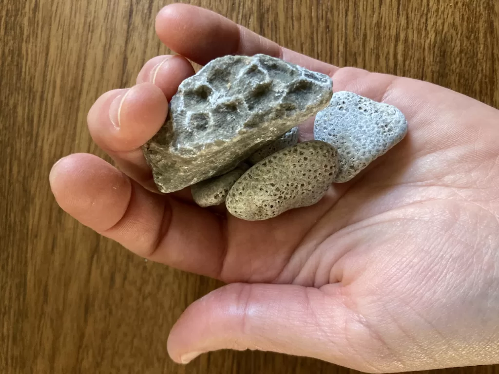 petoskey stone