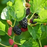 mulberry tree