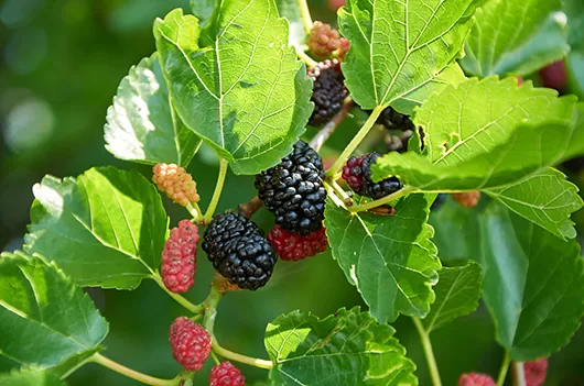 mulberry tree