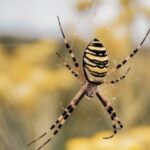 banana spider