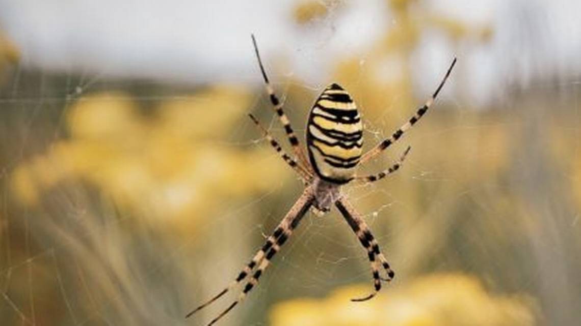 banana spider
