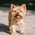 teacup yorkies
