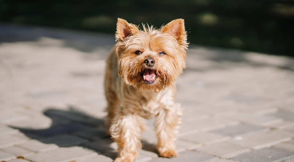 teacup yorkies