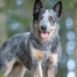 blue heeler