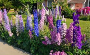 delphinium