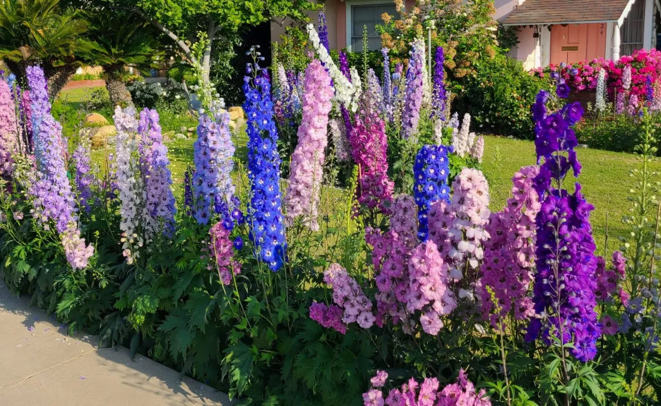 delphinium