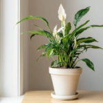 peace lily