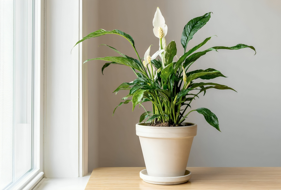 peace lily