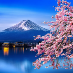 cherry blossoms mount fuji