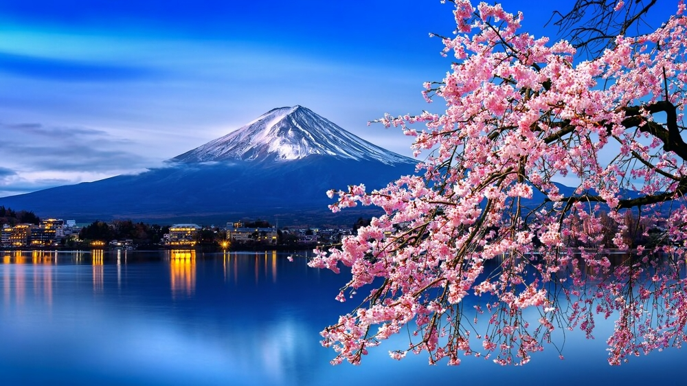 cherry blossoms mount fuji